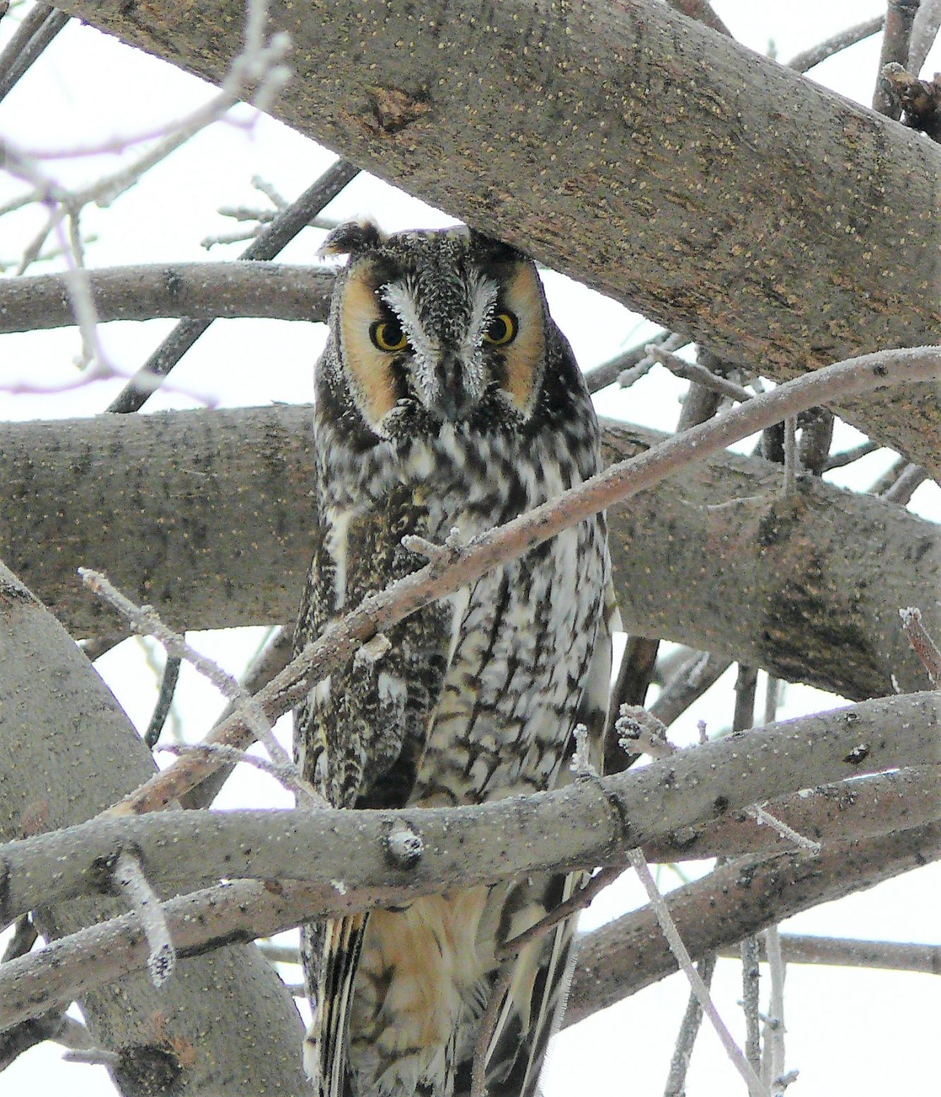 Frosted Owl